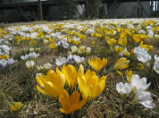 �Ƃ��Ƃ�ԉ�L